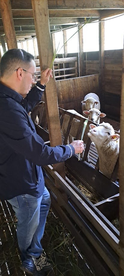 Alimentando a las ovejas en el aprisco